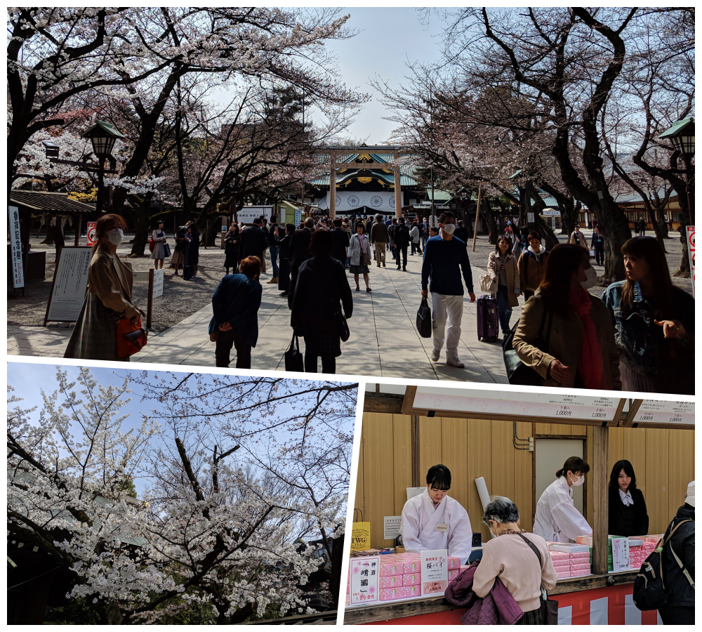 靖国神社と桜